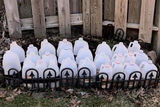 winter sowing with milk jugs