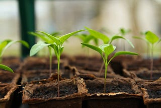 Multiply Your Tomato Plants for Free with This Simple Method