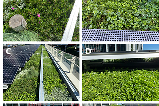 The Future of Rooftop Solar is Here: Welcome to the Era of Bio-Solar