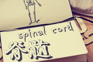 spinal cord