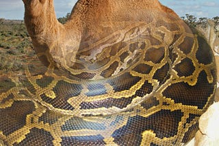React-Rails — Snake or Camel ?