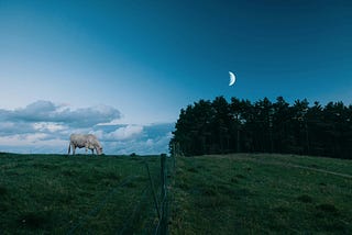 White cow at dusk eating green grass against dark blue sky where a half moon hangs above evergreens in the background