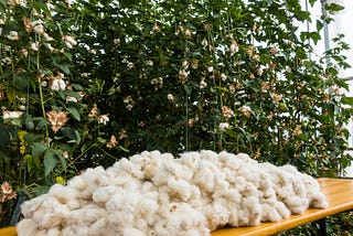 How can we change the fashion industry for the better, starting with cotton?