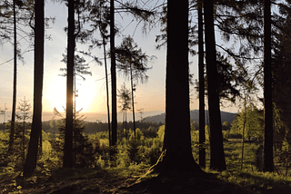 Sunrise in a forest of the Zittau Mountains