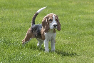 How To Identify Purebred Beagle