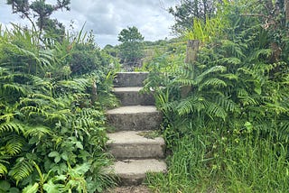 Rugged, concrete steps between beautiful ferns and foliage leading to the sky.