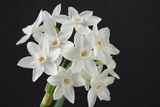 You May See This Month Is A December Birth Flower