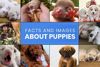 10 FACTS AND IMAGES ABOUT PUPPIES