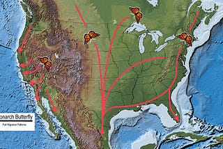 Monarch butterflies are in trouble, but it’s not Roundup’s fault