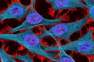 The Immortal Cells of Henrietta Lacks