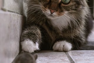 Medium-haired tabby with white paws reaching towards a mouse