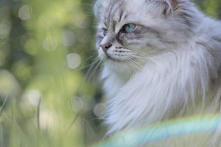 White and gray cat in the grass with a rainbow of light in the frame.