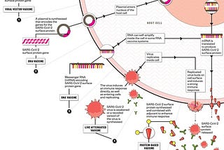 21 Extremely Useful Coronavirus Infographics