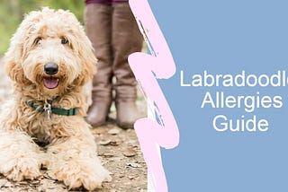 Labradoodle Allergies
