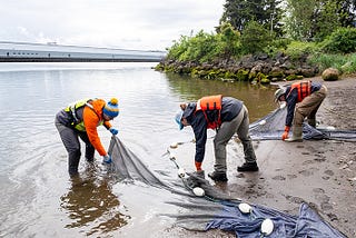 Three people stand on a riverbank to haul in a large fishing net