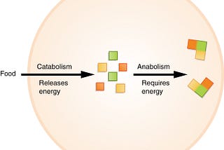 Catabolism vs Anabolism