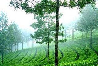 Munnar- Haven of Peace and Serenity