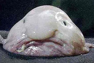 On Ugliness of Blobfish, Culpable Ignorance and God's Guilt, by Naila  Latif