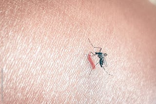 a mosquito biting human skin