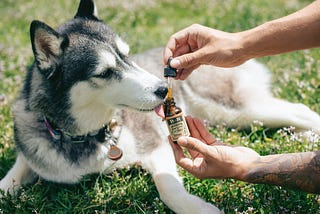 Are CBD Pet Treats Worth the Hype?