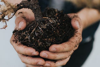 Plant Care 101: Ingredients your plant needs to thrive — Soil and Nutrients