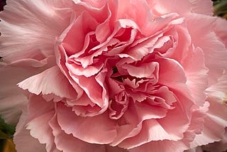 close up of pale pink carnation