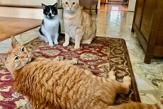 Author’s photo of Cats Bernie, Bella and Buddy lying on a rug