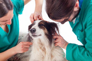 Expert Techniques to Treat Flea Bites on Dogs