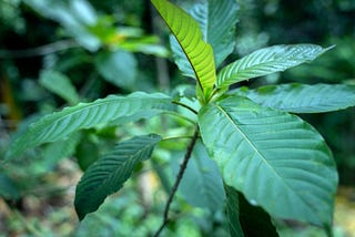 The Benefits of Kratom Capsules: Discovering the Best Kratom Capsules