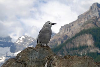 A Moving Story of Birds Helping Trees