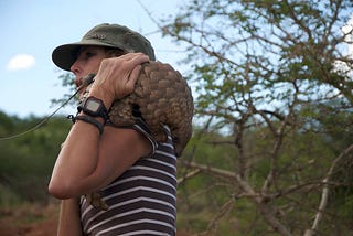Why The Survival Of The Pangolin Is Critical To Biodiversity