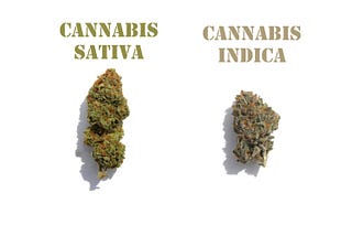 Sativa vs. Hybrid vs. Indica — Which Primary Strain is Right For You?