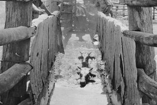The Bizarre History of Cattle Dipping