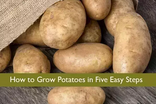 How to Grow potatoes in Five Easy Steps?