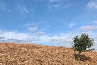 Moorland landscape, straw ground cover, blue sky, scattered clouds and a small tree, on the right hand side of the image, leaning to the right as if the wind is blowing it out of the picture