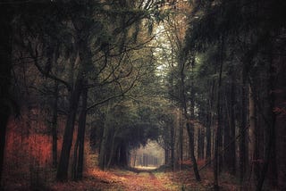 Autumn forest Drenthe