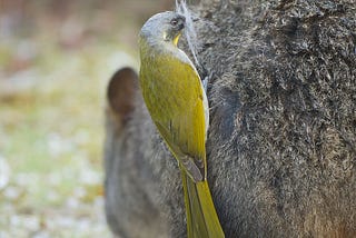 Close-up of a yellow bird perched on the haunch of a mammal, with freshly plucked fur in its beak.
