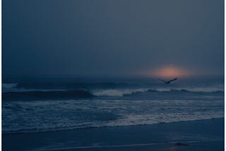 A bird flying in the sunset. Main image to the article “We were our own Captains” by Martin Wærn.