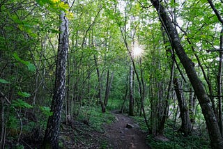 Day 30 : Walking in the Woods