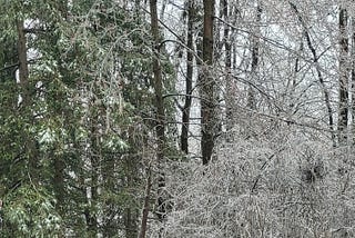 Many Branches Fell