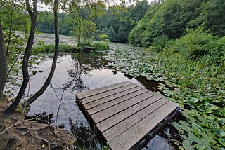 Lilly pads, what is your advice?