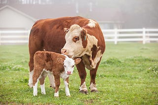 Milk, a Bond Between Mothers and Babies: Why Moms Should Boycott Dairy