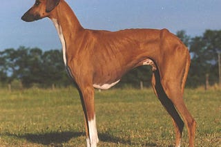 Rare and Unusual Dog Breeds