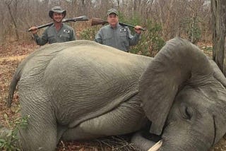 Did you know on a avarage day 55 elephants gets killed by hunters which makes 20,000 in a year.
