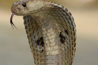 The Cobra Effect —Greed, Deception and Snakes in The Street