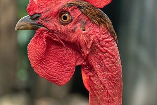 Profile of angry-looking red rooster