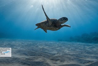 Calming Music For Anxiety Panic And Stress | Underwater Dreams Movie How To Reduce Anxiety Stress