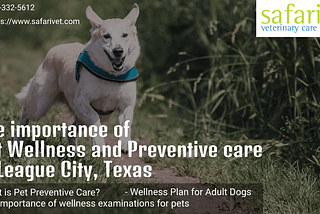 The importance of pet Wellness and Preventive care in League City, Texas