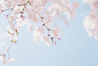 a few wispy branches of cherry blossoms hanging down