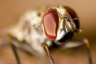 “When a tsetse fly,” a poem by Mari Pack.